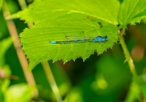 coenagrion pulchellum agrion gracieux coenagrion pulchellum agrion gracieux