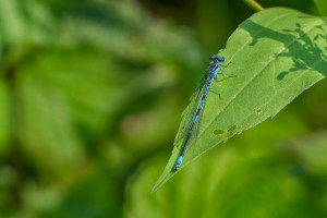 coenagrion pulchellum agrion gracieux coenagrion pulchellum agrion gracieux