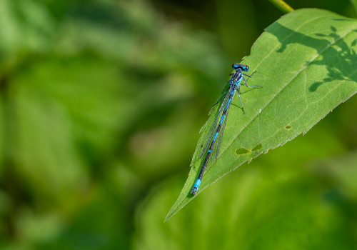 coenagrion pulchellum agrion gracieux coenagrion pulchellum agrion gracieux