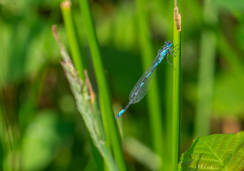 coenagrion pulchellum agrion gracieux coenagrion pulchellum agrion gracieux