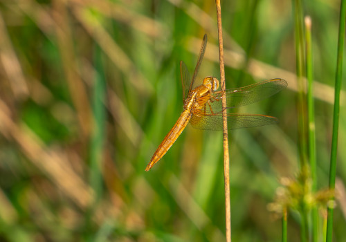 crocothemis erythraea la libellule ecarlate male crocothemis erythraea la libellule ecarlate male