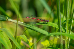 pyrrhosoma nymphula la petite nymphe au corps de feu male pyrrhosoma nymphula la petite nymphe au corps de feu male