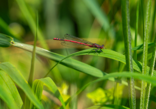 pyrrhosoma nymphula la petite nymphe au corps de feu male pyrrhosoma nymphula la petite nymphe au corps de feu male