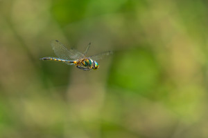 somatochlora flavomaculata cordulie a taches jaunes male 10 somatochlora flavomaculata cordulie a taches jaunes male 10