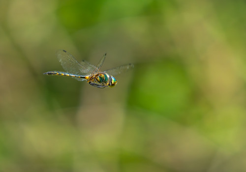 somatochlora flavomaculata cordulie a taches jaunes male 10 somatochlora flavomaculata cordulie a taches jaunes male 10