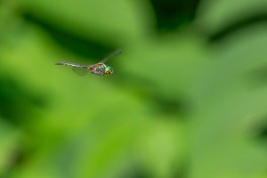 somatochlora flavomaculata cordulie a taches jaunes male somatochlora flavomaculata cordulie a taches jaunes male