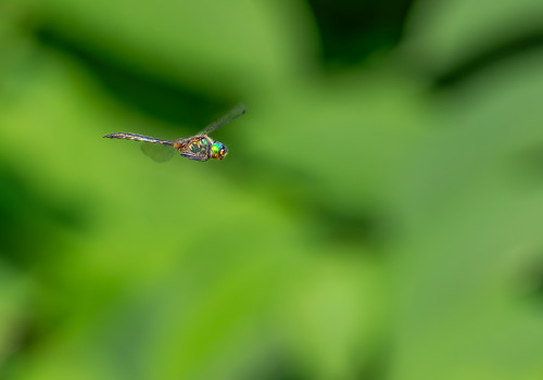 somatochlora flavomaculata cordulie a taches jaunes male somatochlora flavomaculata cordulie a taches jaunes male