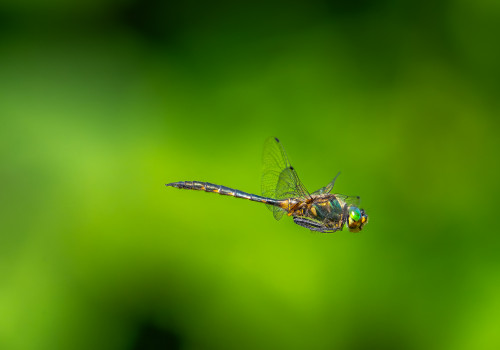 somatochlora flavomaculata cordulie a taches jaunes male somatochlora flavomaculata cordulie a taches jaunes male