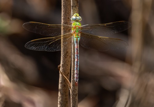 anax imperator mauricianus