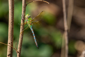 anax imperator mauricianus anax imperator mauricianus