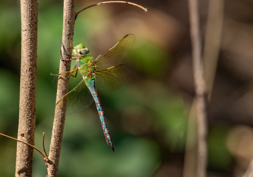 anax imperator mauricianus
