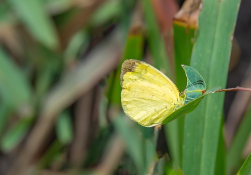 eurema floricola subsp. ceras