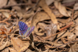 junonia rhadama femelle junonia rhadama femelle