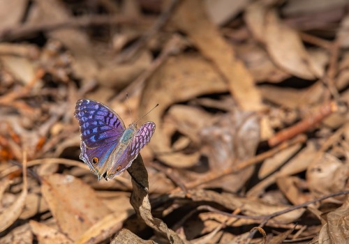 junonia rhadama femelle