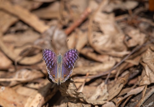 junonia rhadama femelle