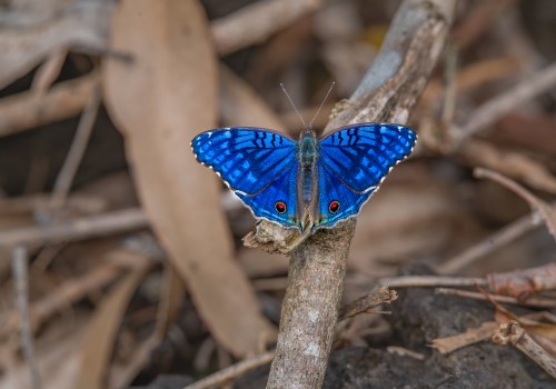 junonia rhadama male