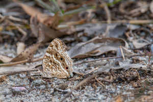 junonia rhadama male junonia rhadama male