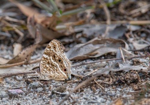 junonia rhadama male