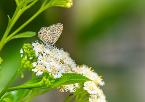 leptotes pirithous
