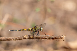orthetrum stemmale orthetrum stemmale