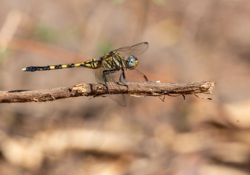 orthetrum stemmale