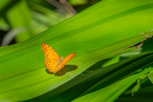 phalanta phalanta subsp. aethiopica phalanta phalanta subsp. aethiopica