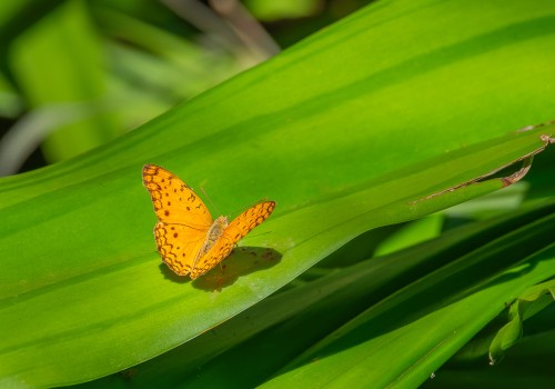 phalanta phalanta subsp. aethiopica