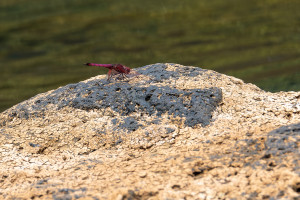 trithemis annulata haematina trithemis annulata haematina