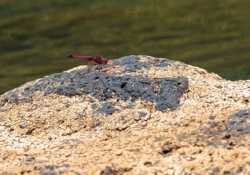 trithemis annulata haematina