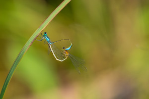 ischnura elegans agrion elegant coeur copulatoire ischnura elegans agrion elegant coeur copulatoire