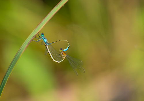 ischnura elegans   agrion elegant coeur copulatoire