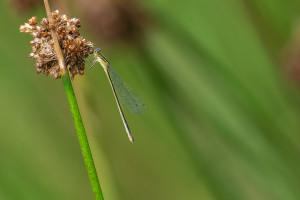 ischnura elegans agrion elegant femelle ischnura elegans agrion elegant femelle