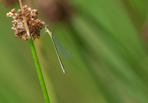 ischnura elegans   agrion elegant femelle