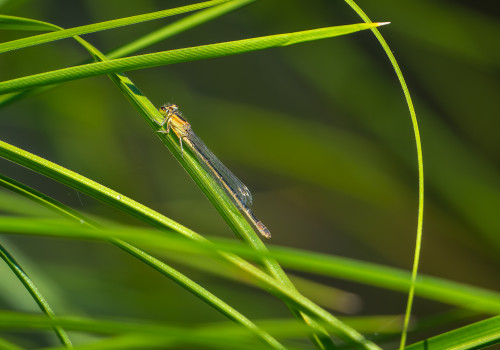 ischnura elegans   agrion elegant femelle