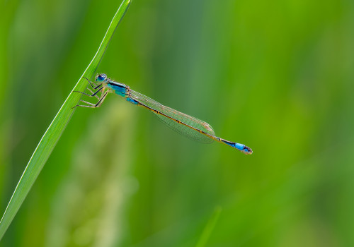 ischnura elegans   agrion elegant male