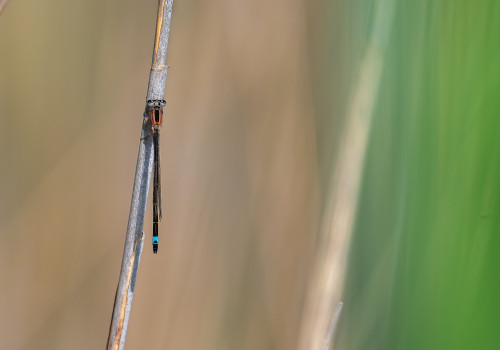 ischnura elegans agrion elegant male ischnura elegans agrion elegant male