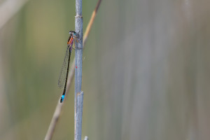 ischnura elegans agrion elegant male ischnura elegans agrion elegant male