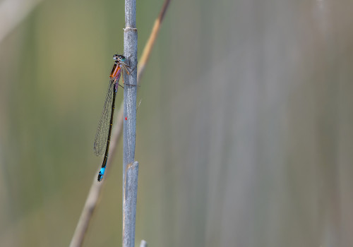 ischnura elegans agrion elegant male ischnura elegans agrion elegant male