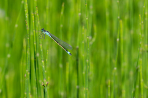 ischnura elegans l agrion elegant femelle 10 ischnura elegans l agrion elegant femelle 10