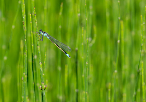 ischnura elegans  l agrion elegant  femelle 10