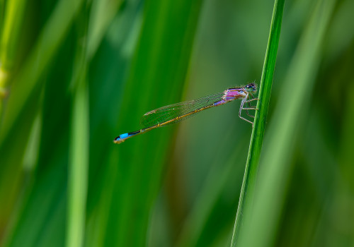 ischnura elegans  l agrion elegant  femelle