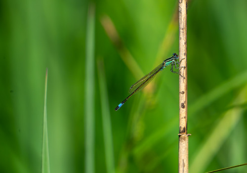 ischnura elegans  l agrion elegant  male 10