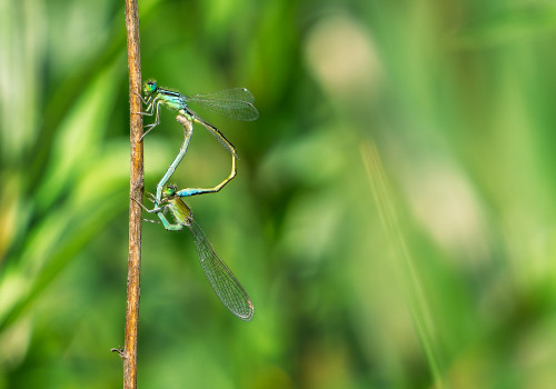 ischnura pumilio  agrion nain  coeur copulatoire
