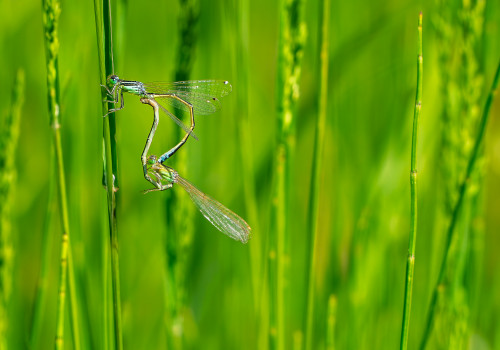 ischnura pumilio  agrion nain  coeur copulatoire