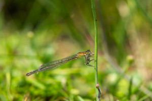 ischnura pumilio agrion nain femelle ischnura pumilio agrion nain femelle