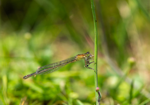 ischnura pumilio  agrion nain  femelle