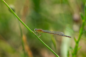 ischnura pumilio agrion nain femelle ischnura pumilio agrion nain femelle