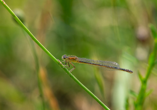 ischnura pumilio  agrion nain  femelle