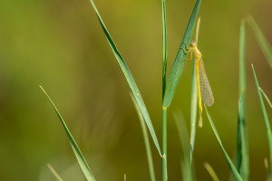 ischnura pumilio agrion nain femelle ischnura pumilio agrion nain femelle
