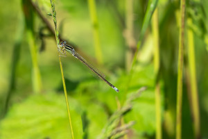 ischnura pumilio agrion nain male ischnura pumilio agrion nain male